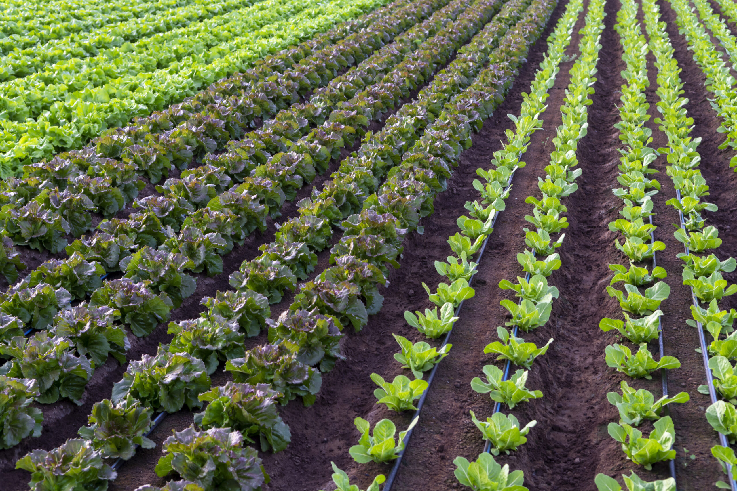 Farmers field with growing in rows green organic lettuce leaf vegetables